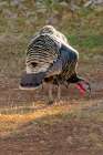 USA, Colorado, Loveland. Female turkey. Art Print